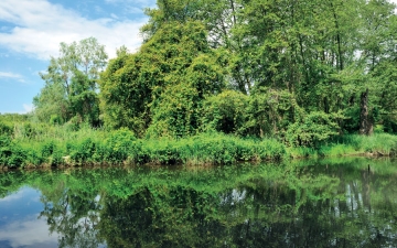 Παραποτάμιο δάσος Νέστου