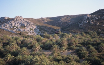 Το φοινικόδασος στο Βάι της Κρήτης