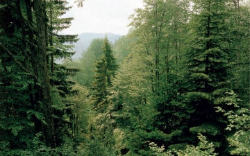 Δάσος οξιάς, ερυθρελάτης και ελάτης στη Ροδόπη