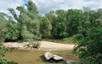 Συστάδες λευκής ιτιάς και λευκής λεύκης στην κοίτη του ποταμού Νέστου 